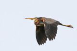 20160625_Purperreiger_De Wieden